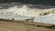 Provincetown, pobe ocenu a duny...