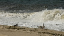 Provincetown, pobe ocenu a duny...