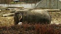 ZOO Ostrava